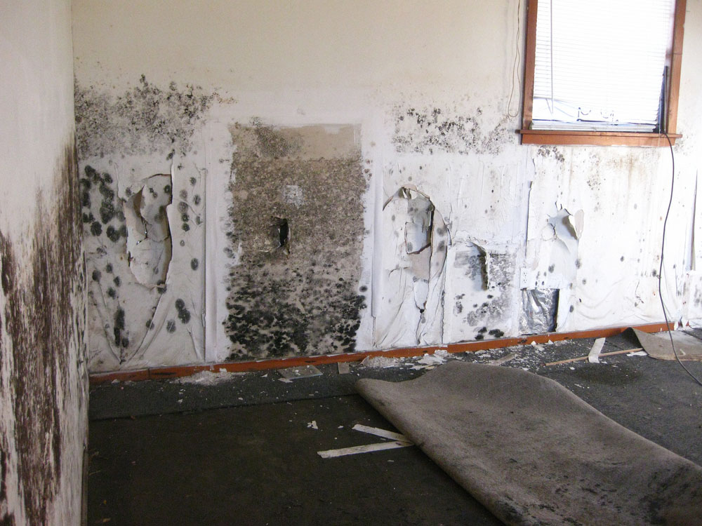 Common types of molds found in homes and businesses in Durham